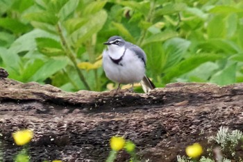 Mountain Wagtail