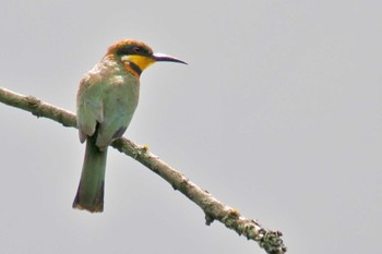 Cinnamon-chested Bee-eater Amboseli National Park Tue, 12/26/2023