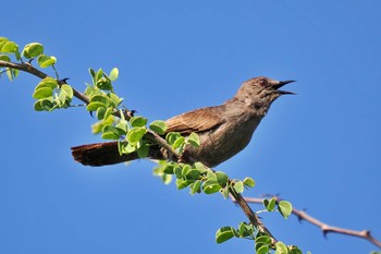 Green-backed Camaroptera