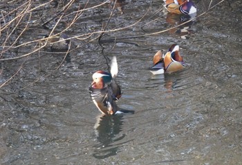 2024年1月6日(土) 奈良山公園の野鳥観察記録