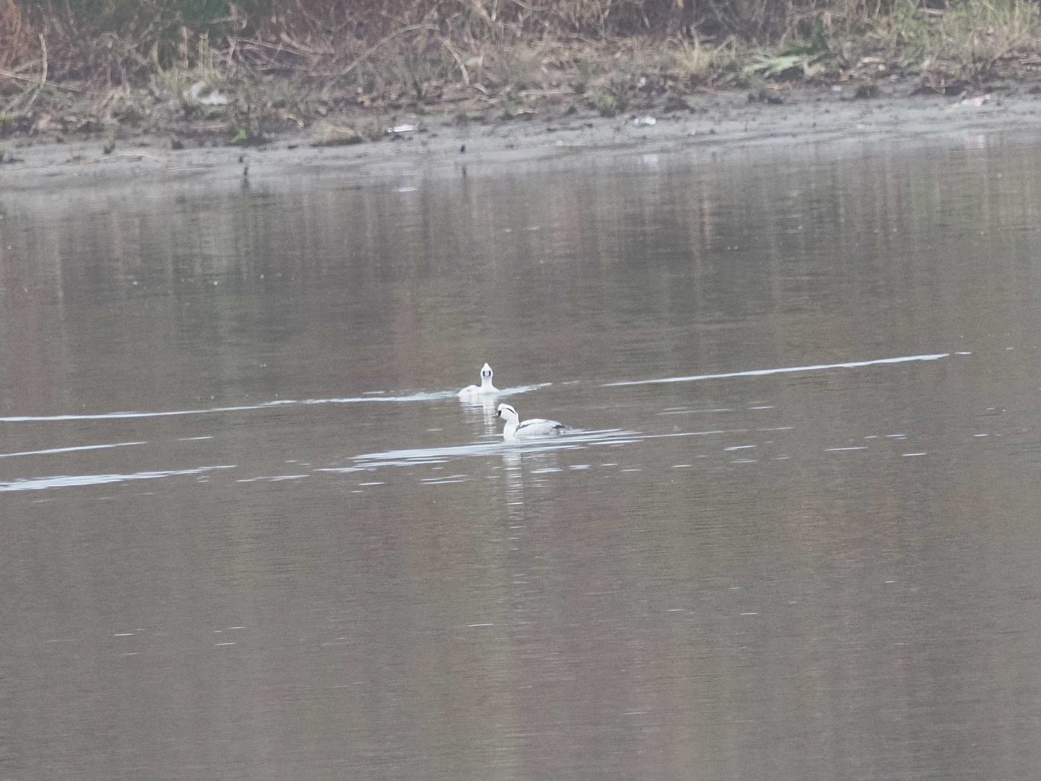 Photo of Smew at 笠松みなと公園 by MaNu猫