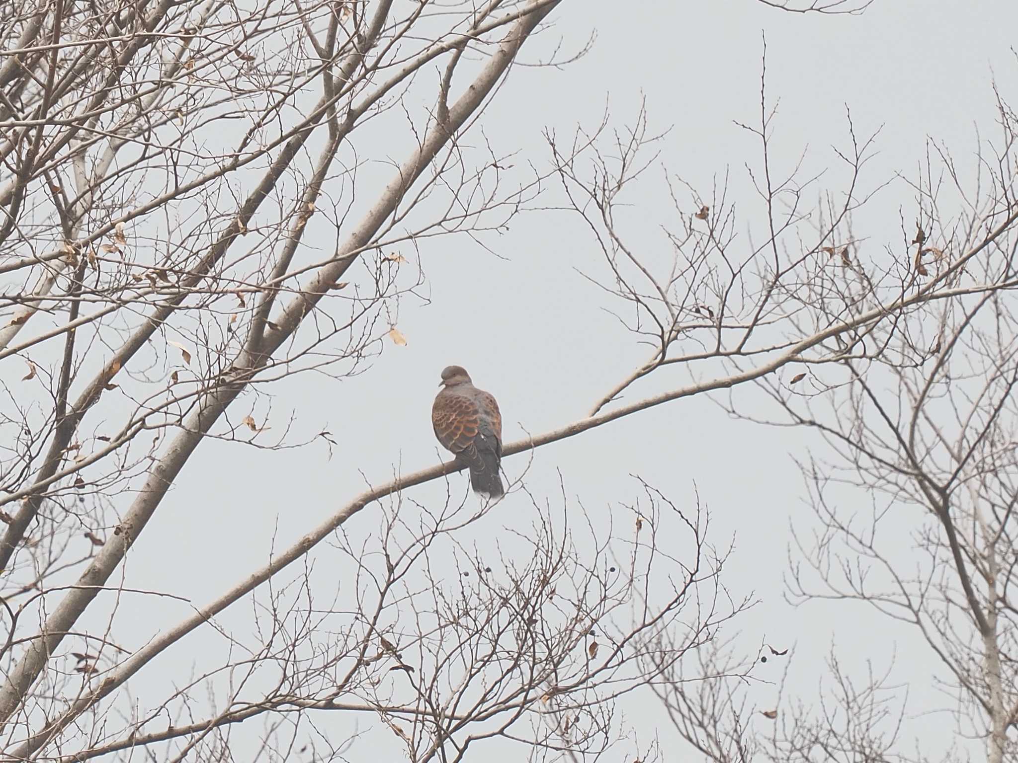 Photo of Oriental Turtle Dove at 笠松みなと公園 by MaNu猫