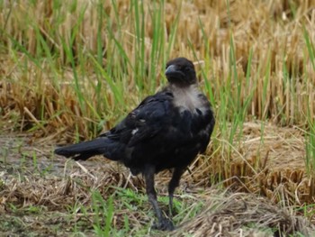 2018年9月1日(土) 愛知県愛西市立田町の野鳥観察記録