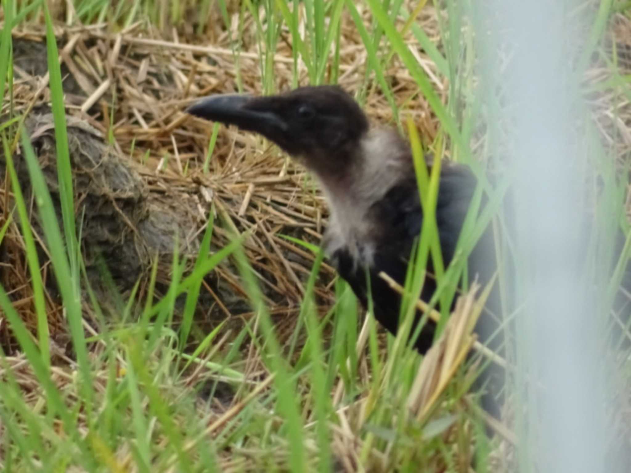 愛知県愛西市立田町 クビワガラスの写真 by どらお