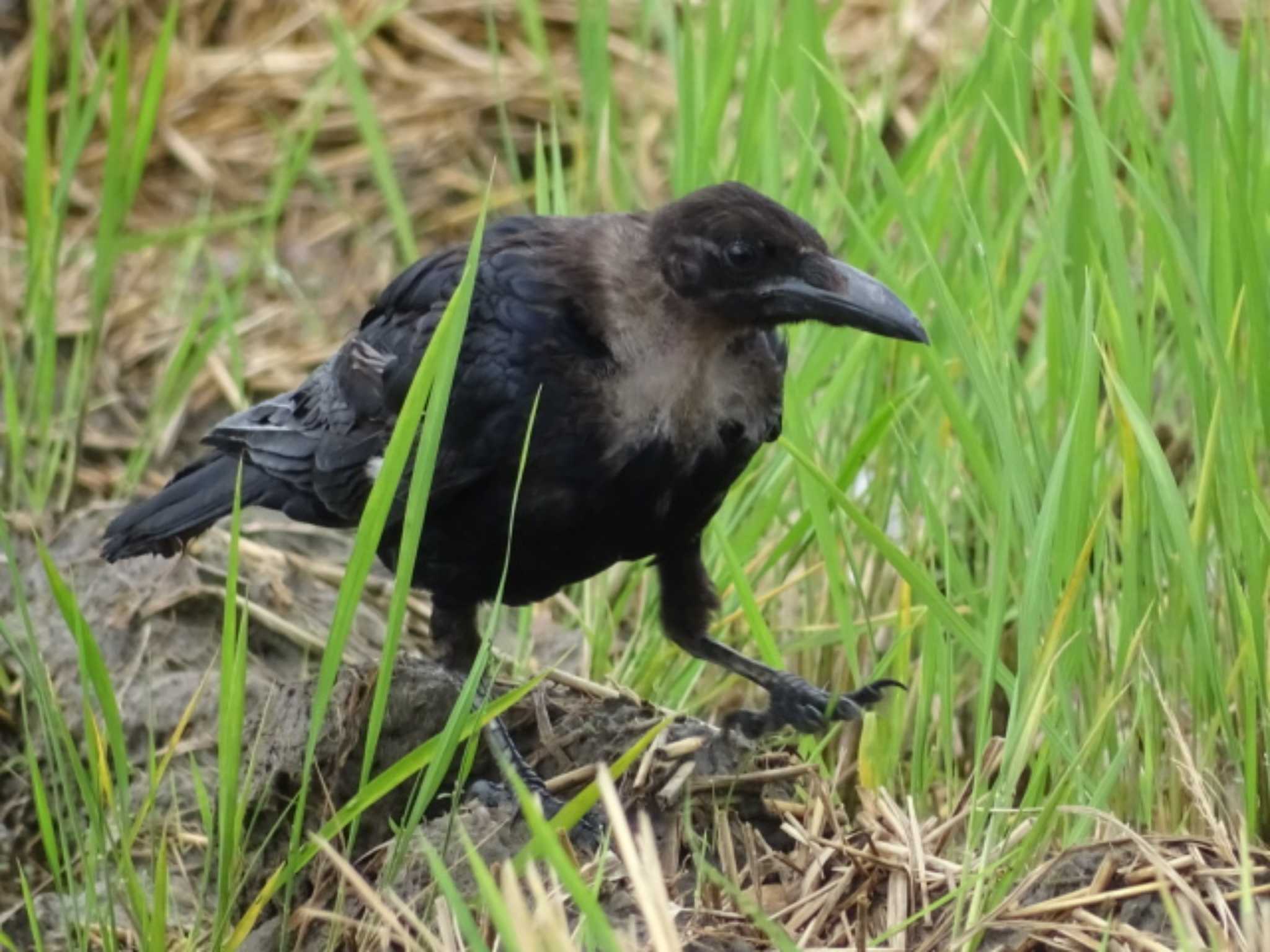 愛知県愛西市立田町 クビワガラスの写真 by どらお