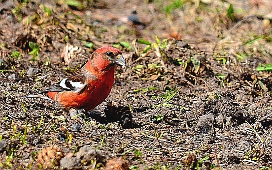 Two-barred Crossbill