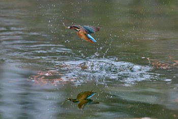 Common Kingfisher 大阪府 Sat, 1/6/2024