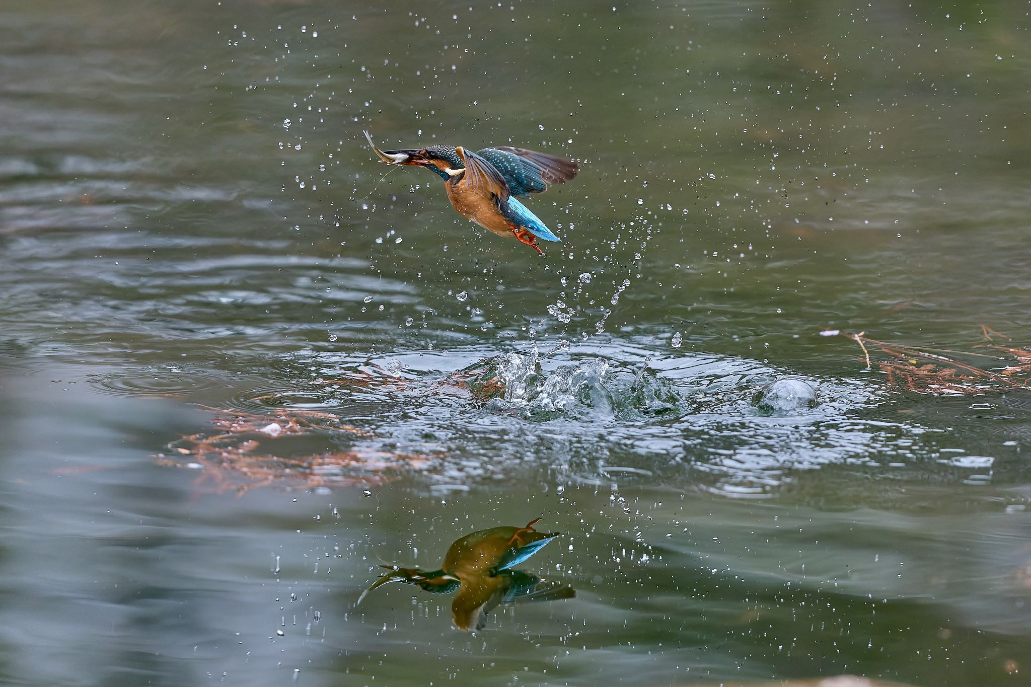 Common Kingfisher