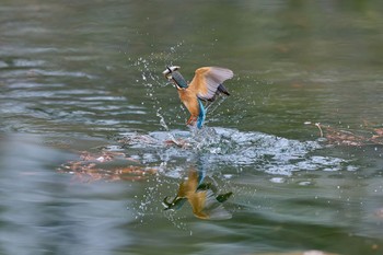 Common Kingfisher 大阪府 Sat, 1/6/2024