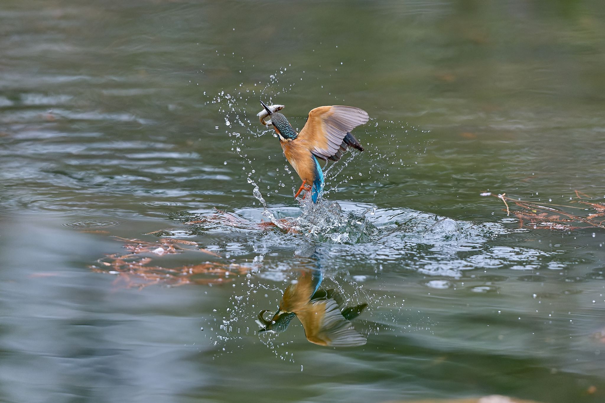 Photo of Common Kingfisher at 大阪府 by 明石のおやじ