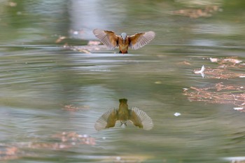 Common Kingfisher 大阪府 Sat, 1/6/2024