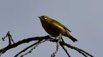 Warbling White-eye 名古屋市 Sat, 1/6/2024