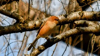 Bull-headed Shrike 名古屋市フルーツパーク Sat, 1/6/2024