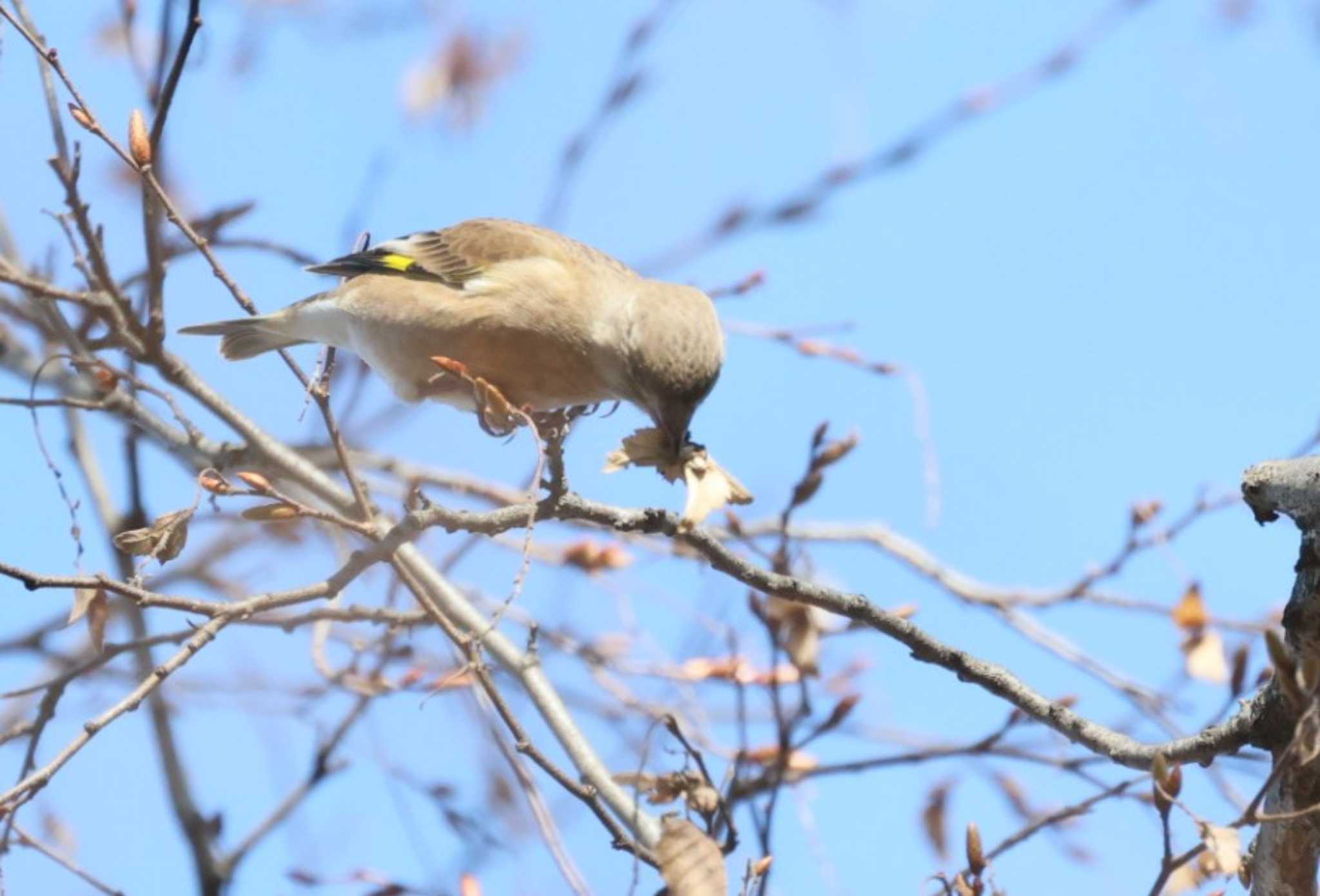 Grey-capped Greenfinch