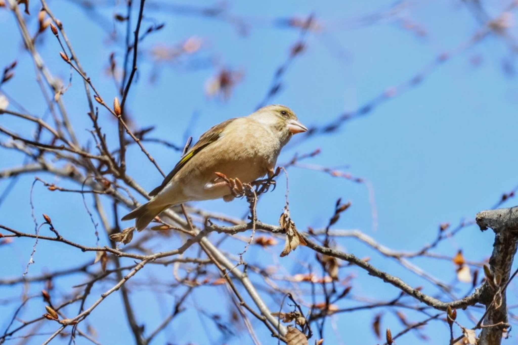 Grey-capped Greenfinch