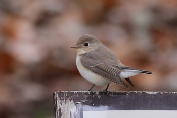 Red-breasted Flycatcher 東京都 Wed, 1/3/2024