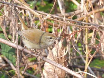 ウグイス 佐鳴湖 2024年1月6日(土)