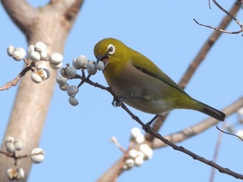 メジロ 佐鳴湖 2024年1月6日(土)