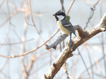 シジュウカラ 佐鳴湖 2024年1月6日(土)