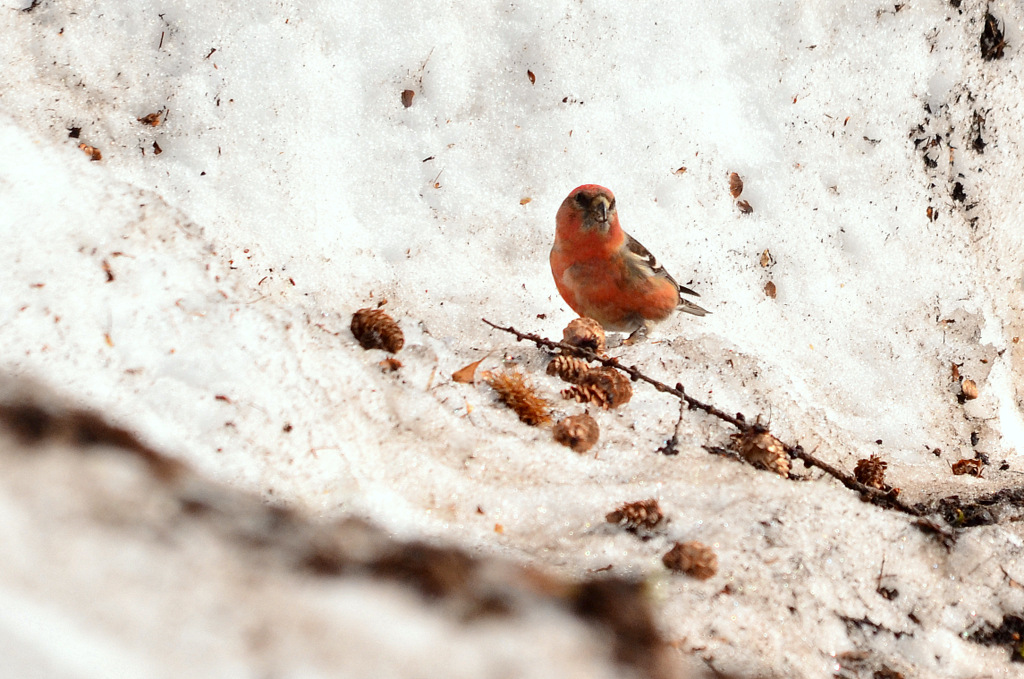 Two-barred Crossbill