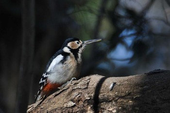 2024年1月6日(土) 水元公園の野鳥観察記録