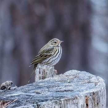 Olive-backed Pipit 宮城県 Sat, 1/6/2024