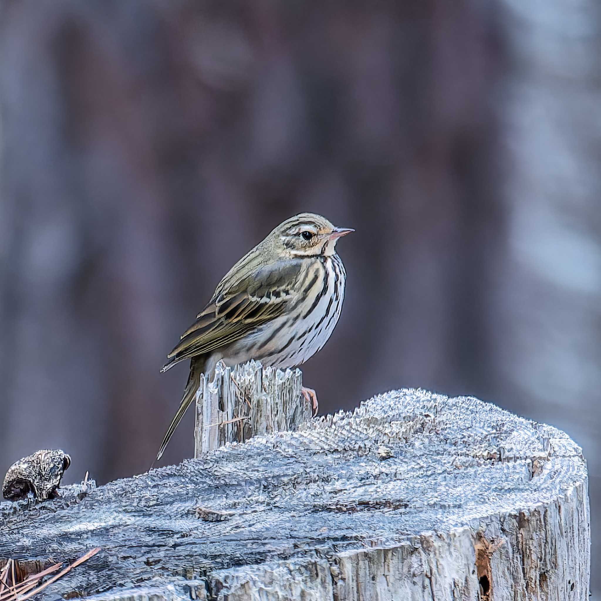 Photo of Olive-backed Pipit at 宮城県 by LeoLeoNya