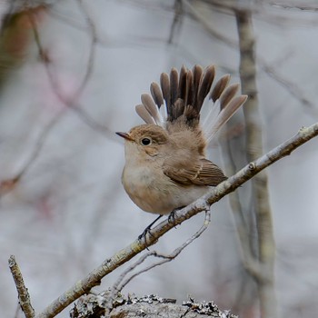 Red-breasted Flycatcher 宮城県 Sat, 1/6/2024