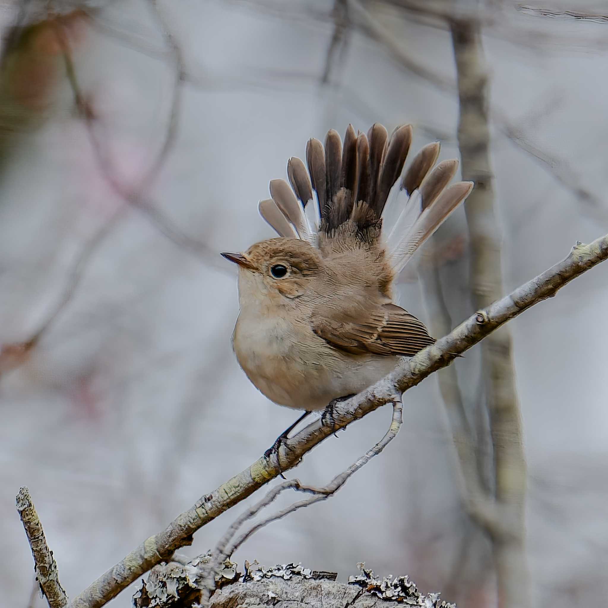 Photo of Red-breasted Flycatcher at 宮城県 by LeoLeoNya