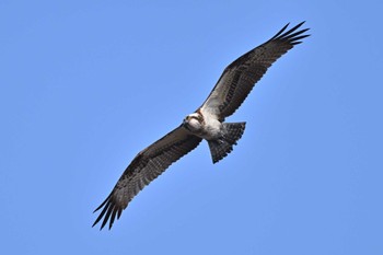 Osprey 須崎調整池 Sun, 12/31/2023