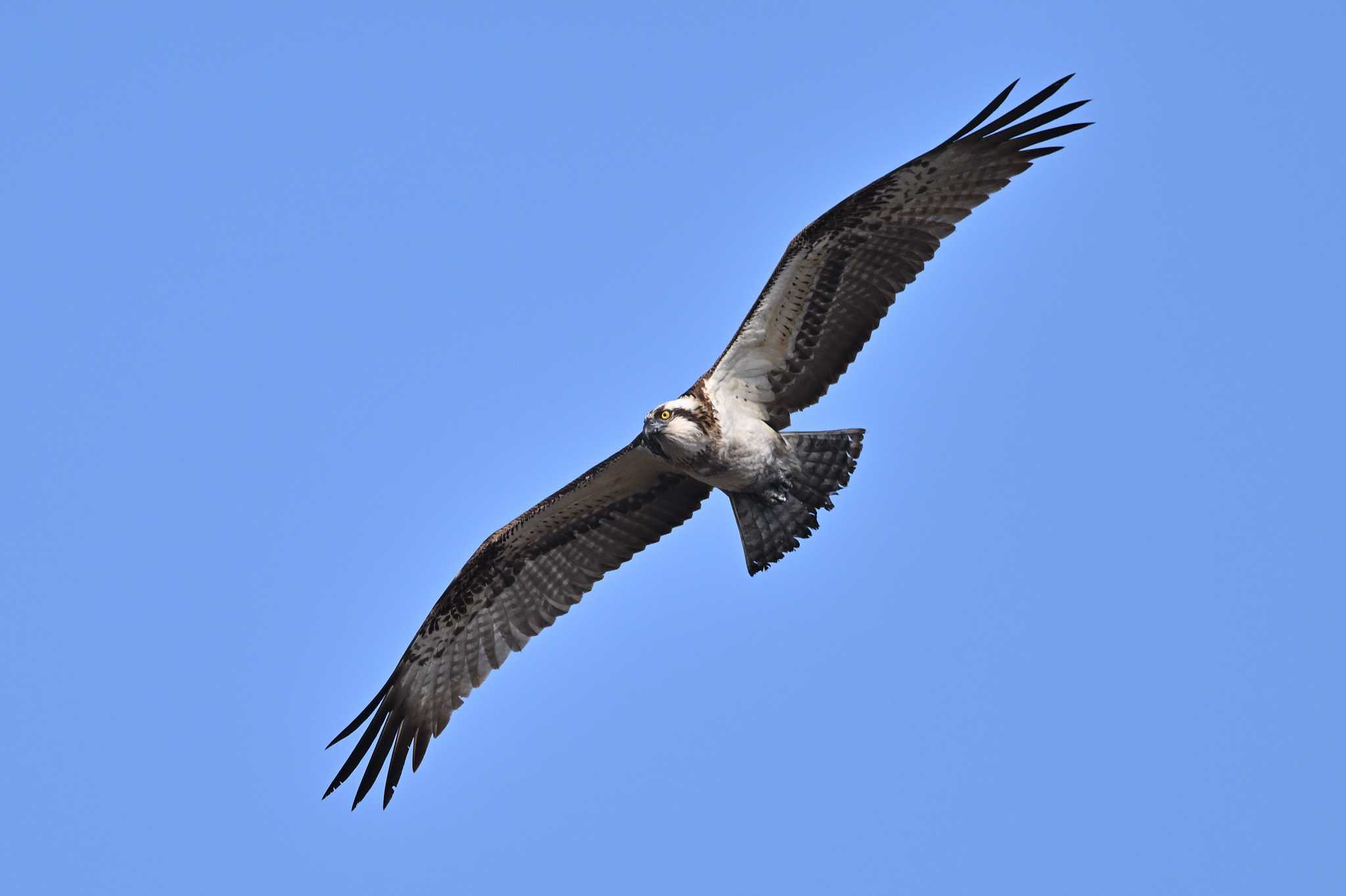 Photo of Osprey at 須崎調整池 by ダイ