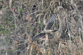 ハイイロチュウヒ 須崎調整池 2023年12月31日(日)