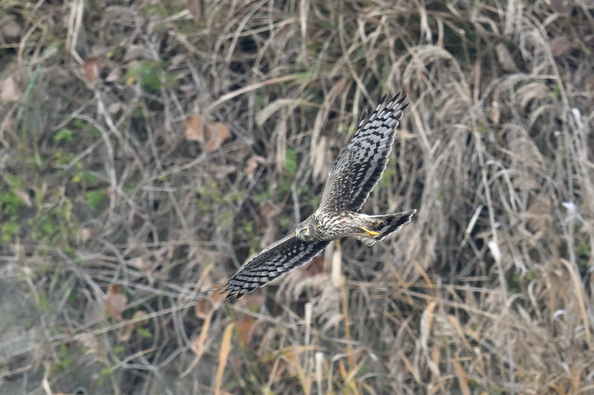 Photo of Hen Harrier at 須崎調整池 by ダイ