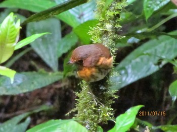 Ochre-breasted Antpitta エクアドル Fri, 7/15/2011