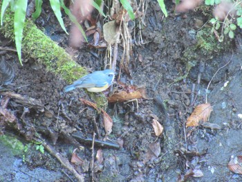 2024年1月6日(土) 早戸川林道の野鳥観察記録