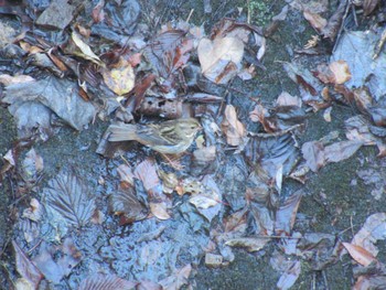 Grey Bunting Hayatogawa Forest Road Sat, 1/6/2024