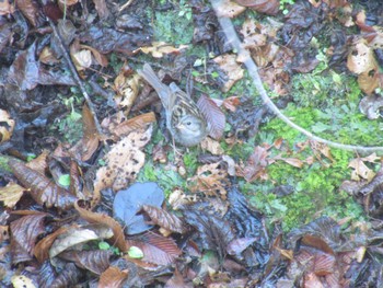 Grey Bunting Hayatogawa Forest Road Sat, 1/6/2024