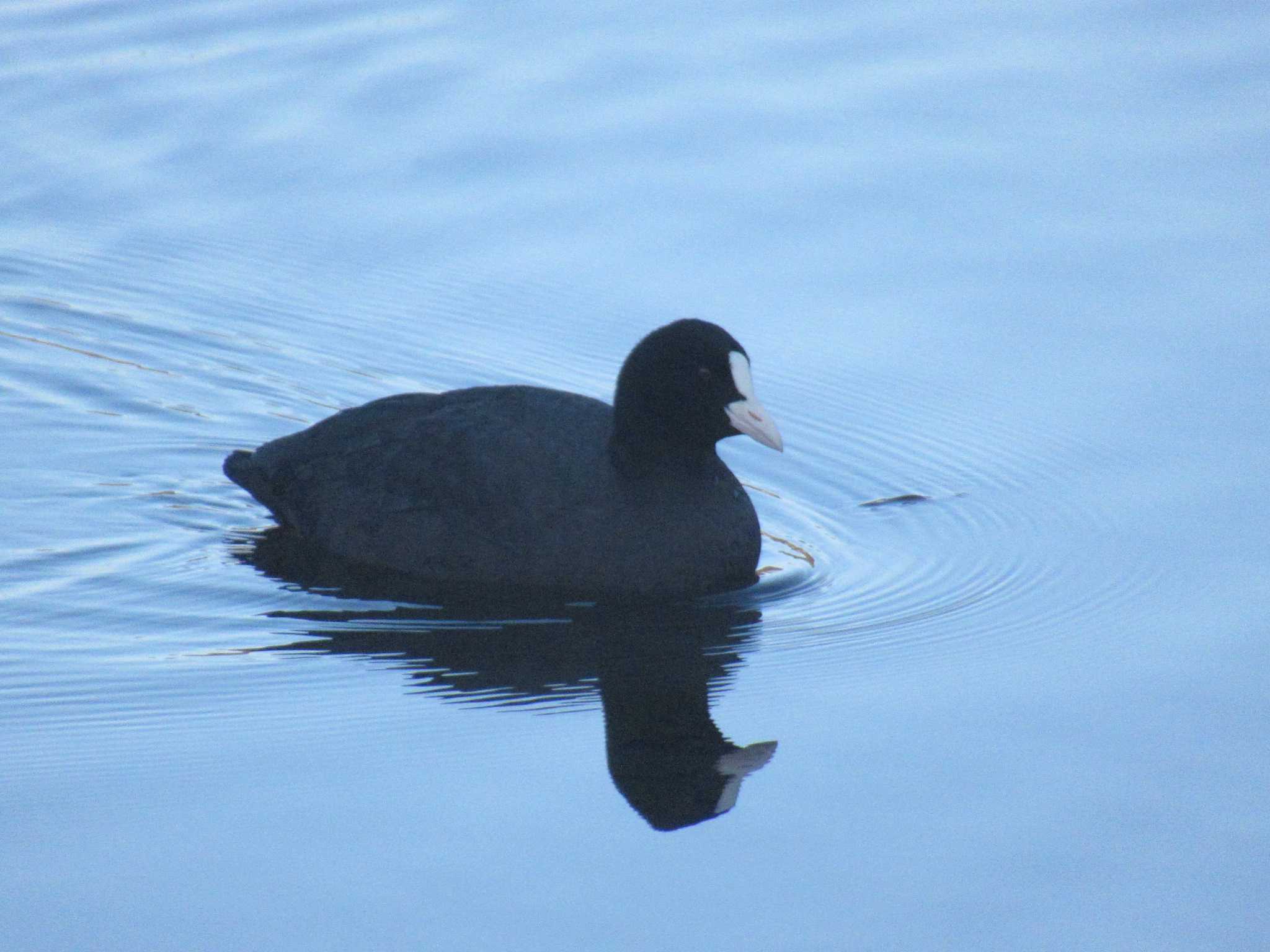 Photo of Eurasian Coot at 宮ケ瀬湖 by kohukurou