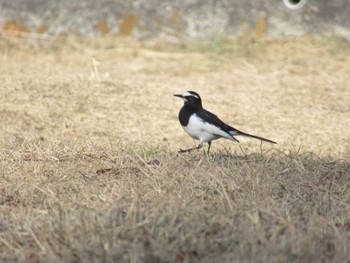 Sat, 1/6/2024 Birding report at 宮ケ瀬湖