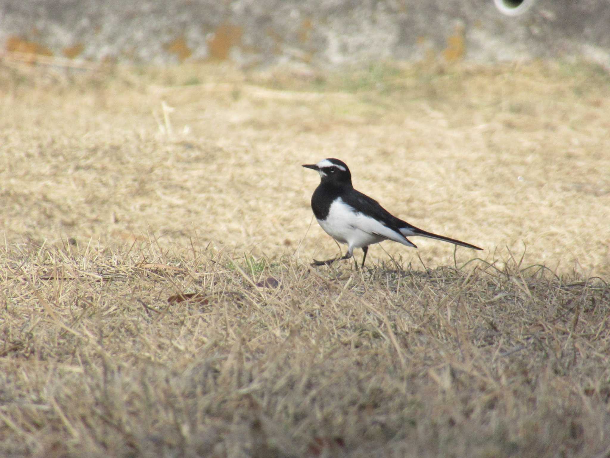 Japanese Wagtail