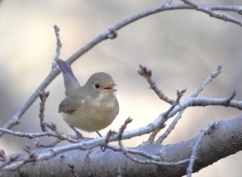 2024年1月6日(土) 大阪城公園の野鳥観察記録