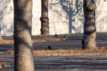 ツグミ さくらの広場 2024年1月6日(土)