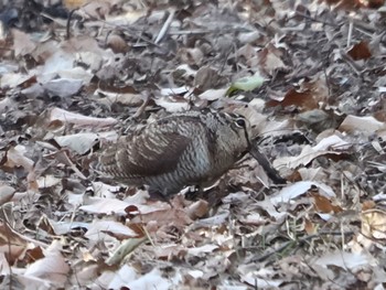 Sat, 1/6/2024 Birding report at Maioka Park