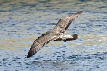 オオセグロカモメ 銚子漁港 2023年12月30日(土)