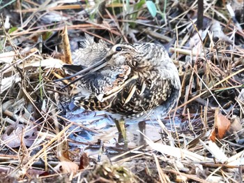 タシギ 舞岡公園 2024年1月6日(土)