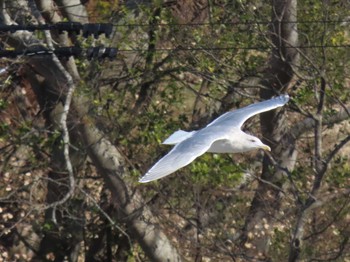 Glaucous-winged Gull 志津川湾 Sat, 12/30/2023