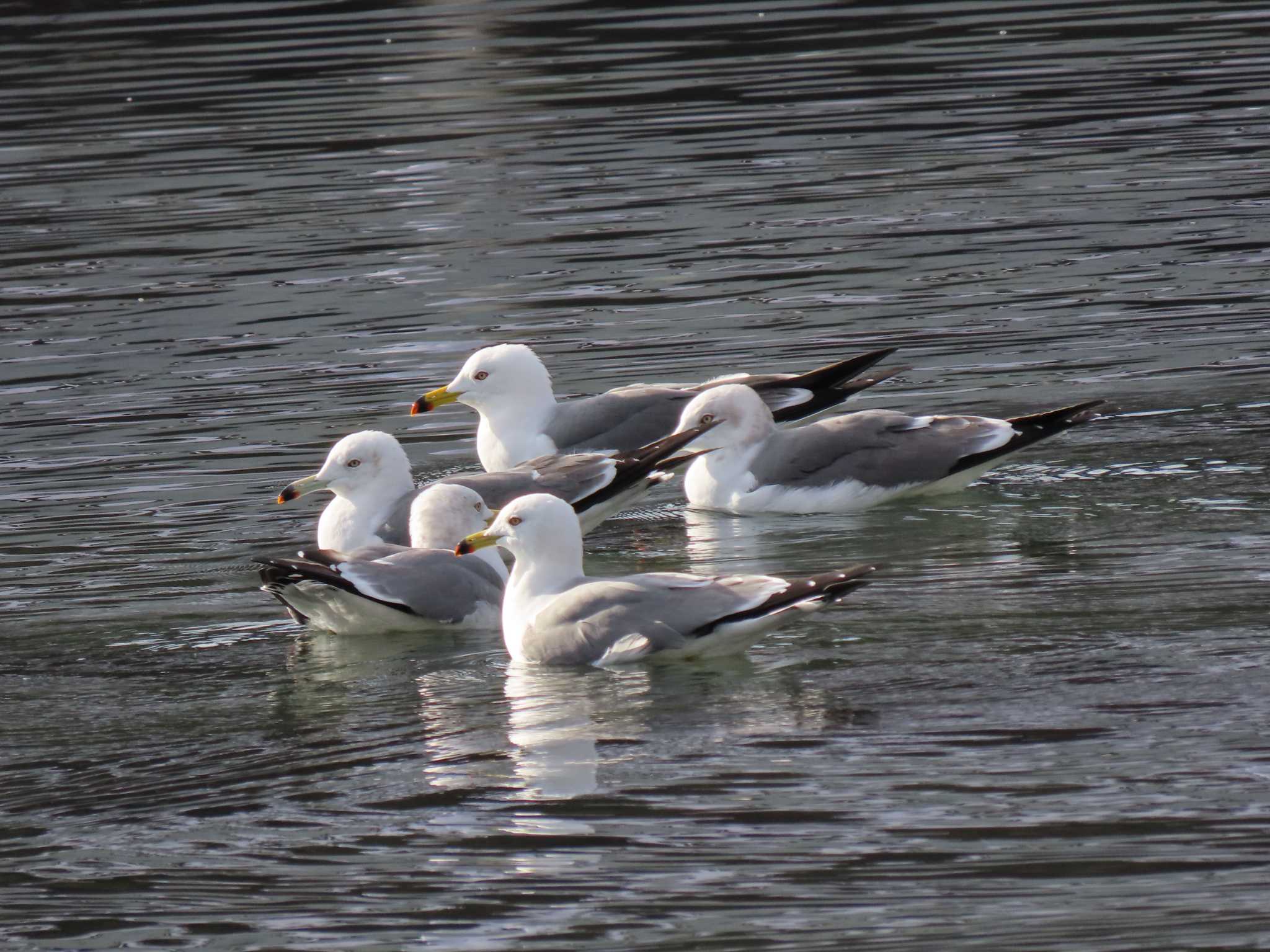 Black-tailed Gull