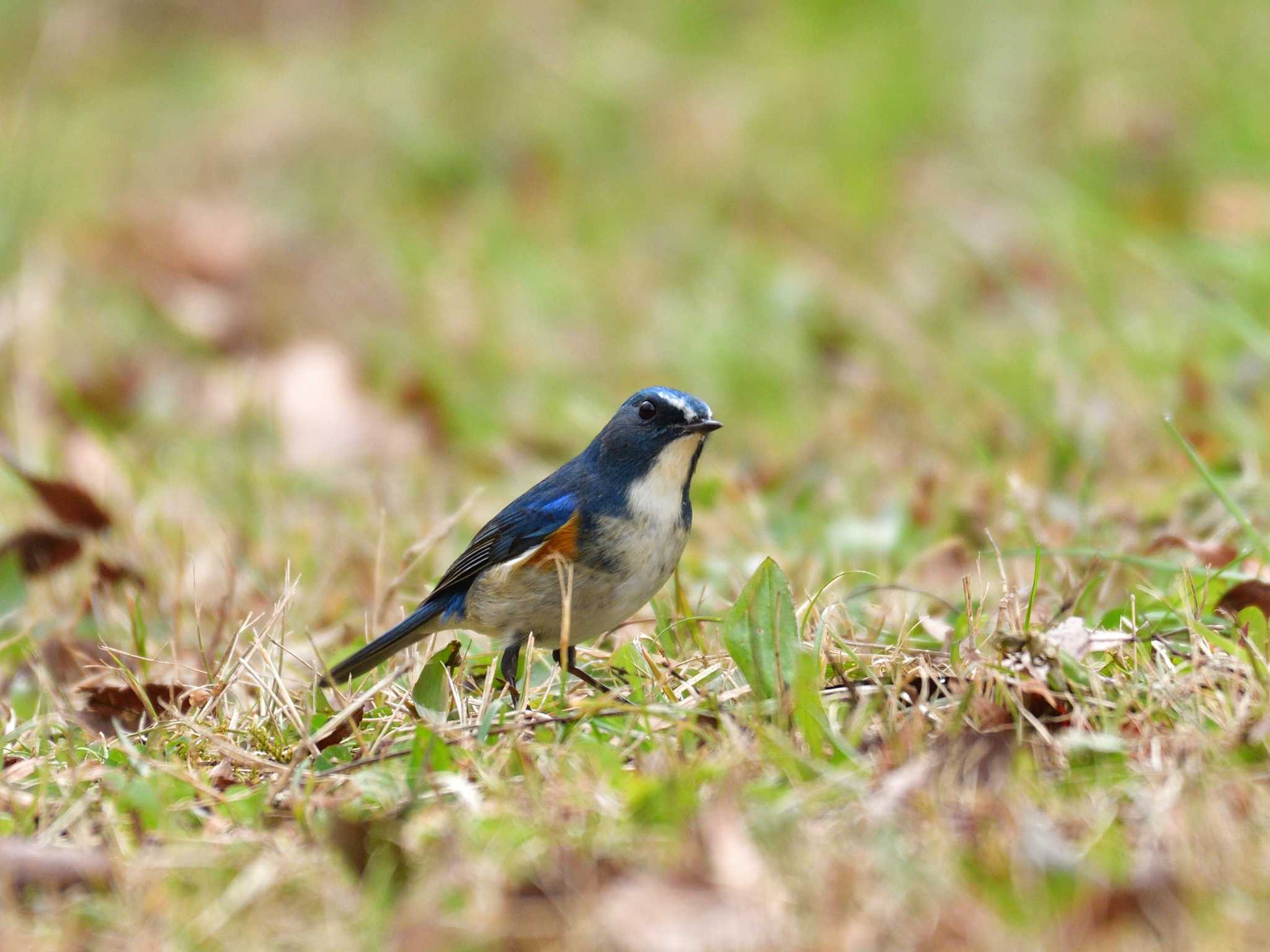 Photo of Red-flanked Bluetail at 東京都立桜ヶ丘公園(聖蹟桜ヶ丘) by 80%以上は覚えてないかも