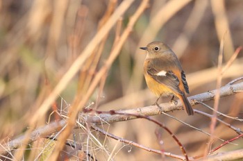 Daurian Redstart 北海道　函館市　豊原町 Sat, 1/6/2024