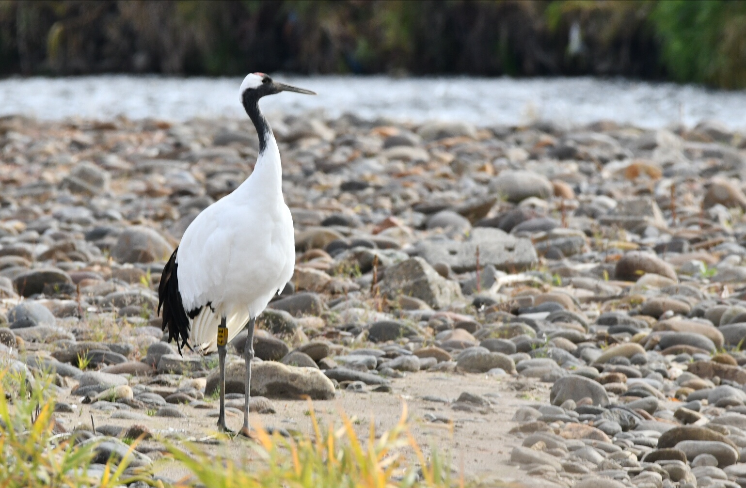 Red-crowned Crane